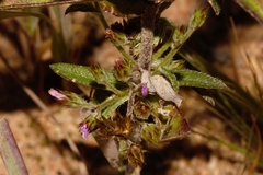 Gutenbergia leiocarpa