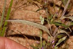 Gutenbergia leiocarpa