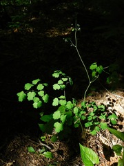 Thalictrum coriaceum