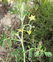 Solanum lycopersicum cerasiforme