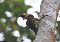 Reinwardtipicus validus