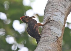 Reinwardtipicus validus
