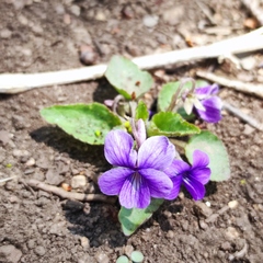 Viola phalacrocarpa