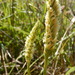 Western Ladies' Tresses - Photo (c) jpotts, some rights reserved (CC BY-NC)