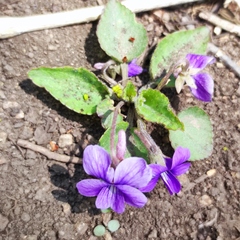 Viola phalacrocarpa