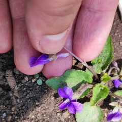 Viola phalacrocarpa