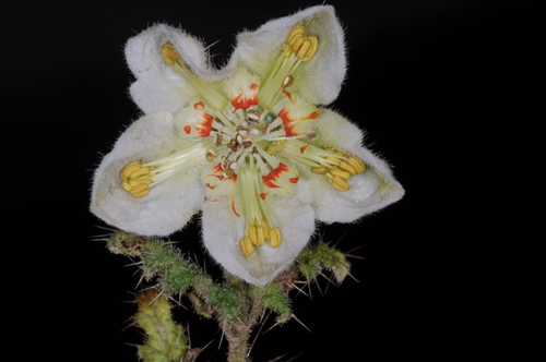 Caiophora clavata (Caiophora clavata)