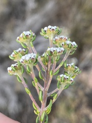 Phylica selaginoides