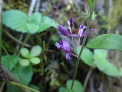 Polygala japonica