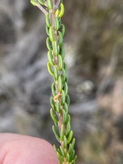 Phylica selaginoides