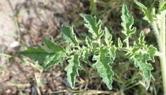 Solanum lycopersicum cerasiforme