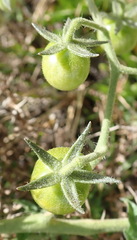 Solanum lycopersicum cerasiforme