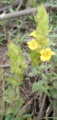 Alectra sessiliflora sessiliflora