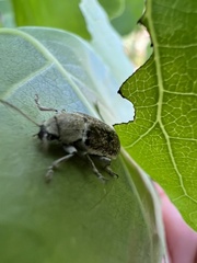 Coleoptera