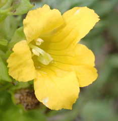 Alectra sessiliflora sessiliflora