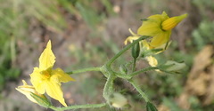 Solanum lycopersicum cerasiforme