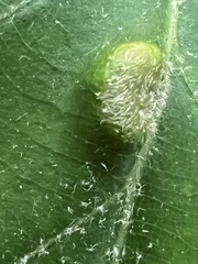 Macrodiplosis niveipila