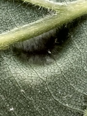 Macrodiplosis niveipila