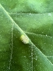 Macrodiplosis niveipila