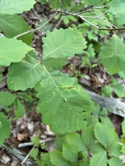 Macrodiplosis niveipila