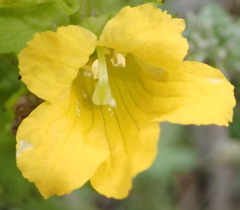 Alectra sessiliflora sessiliflora