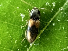 Horistonotus curiatus