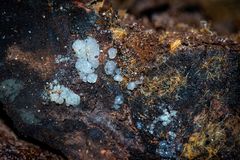 Tremella globispora