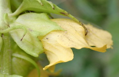 Alectra sessiliflora sessiliflora