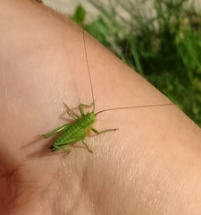 Tettigonia viridissima