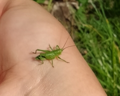 Tettigonia viridissima