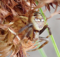 Synema marlothi