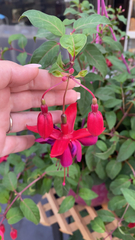 Fuchsia × hybrida