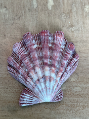 Nodipecten