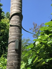 Philothamnus punctatus