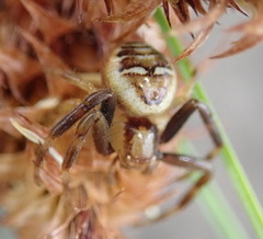 Synema marlothi