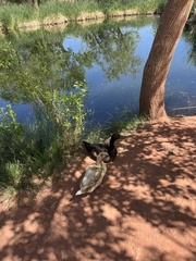 Anas platyrhynchos domesticus