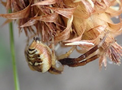 Synema marlothi