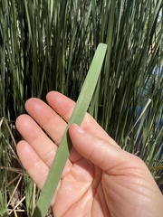 Typha domingensis