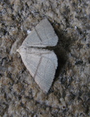 Adactylotis gesticularia