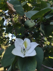 Bauhinia variegata var. candida image
