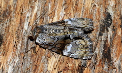 Epicyrtica leucostigma