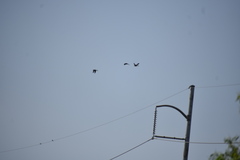 Dendrocygna autumnalis