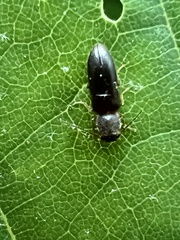 Tetralimonius nimbatus