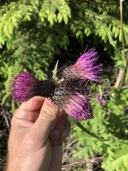 Cirsium waldsteinii