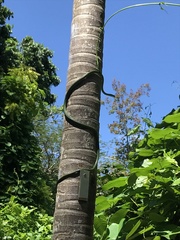 Philothamnus punctatus