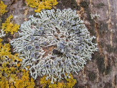 Physcia leptalea