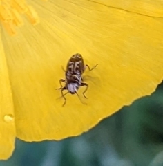 Agrilus lecontei