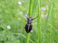 Dorcadion tauricum