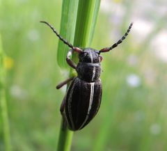 Dorcadion tauricum