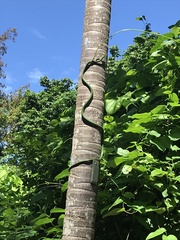 Philothamnus punctatus